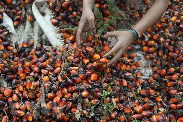 Plantation workers harvest palm oil seeds in Pelalawan Regency, Riau province of Indonesia. (Photo: AFP/VNA)