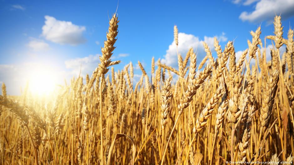 Nga và Ukraine đều là hai nước nước xuất khẩu lúa Mỳ lớn nhất thế giới. Ảnh: DW