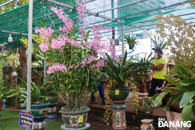 The  Da Nang Orchid Festival 2022 attracts the participation of orchid clubs from 20 provinces and cities across the country such as: Ha Noi, Quang Nam, Quang Ngai, Lam Dong, Thua Thien Hue, Quang Binh, Ho Chi Minh City, Can Tho and Dong Thap.