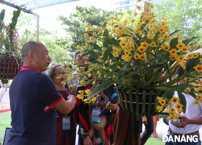 It draws much attention from orchid lovers.