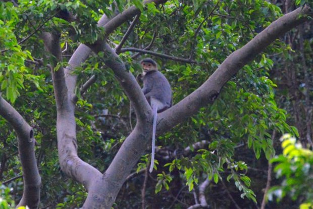 An individual grey-shanked douc langur (Pygathrix cinerea), one of the world’s 25 Critically Endangered primates, is found living in a forest of Quang Nam Province. (Photo courtesy of Ai Tam)
