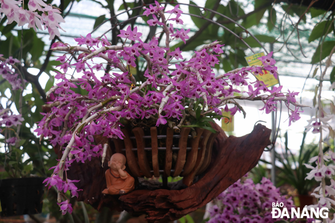 A pot of purple agarwood orchids