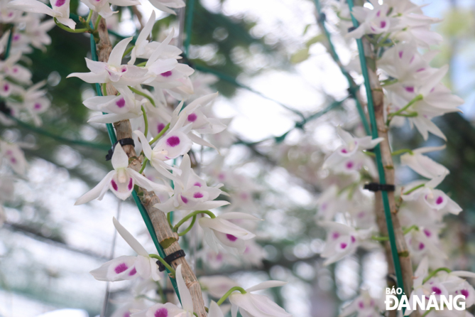 White phalaenopsis orchids