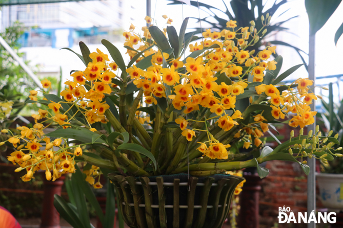 Yellow daffodils orchids