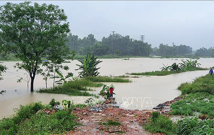 Nhiều diện tích lúa và hoa màu tỉnh Vĩnh Phúc bị ngập nặng sau cơn mưa lớn kéo dài. Ảnh: TTXVN.