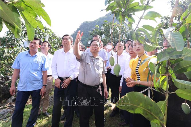 Thủ tướng Phạm Minh Chính thăm vùng sản xuất nông nghiệp tại xã Hát Lót, huyện Mai Sơn (Sơn La). Ảnh: Dương Giang/TTXVN