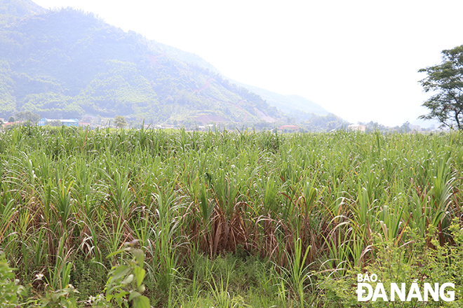 Sugarcane field in Nam Yen Village, Hoa Bac Commune