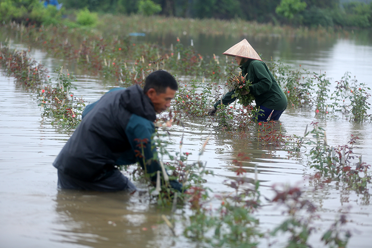 Thời tiết ngày 1-6: Nhiều nơi trên cả nước có mưa rào và dông vào chiều tối