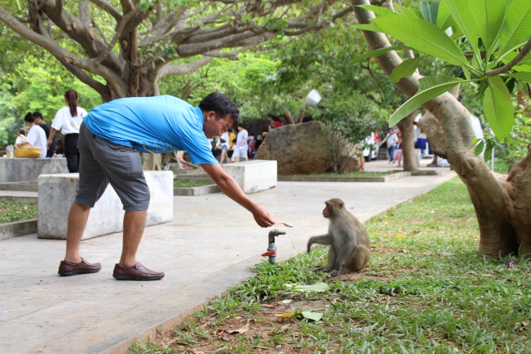Khuyến cáo không cho khỉ ăn trên bán đảo Sơn Trà
