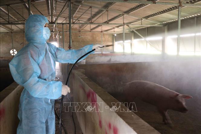 Phun khử trùng nhằm phòng, chống dịch bệnh tả lợn châu Phi. Ảnh minh họa: Thanh Thương/TTXVN