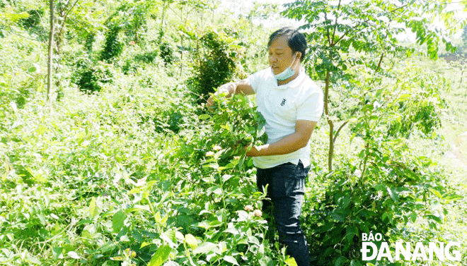 Mr Nguyen Huu Hoang has invested effort and money in planting large timber trees in Hoa Lien Commune, Hoa Vang District. Photo: TRONG HUNG