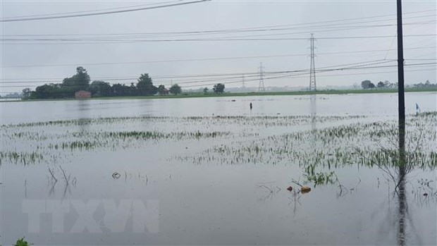 Các diện tích lúa mới trổ bông và chuẩn bị gặt ở huyện Yên Lạc, tỉnh Vĩnh Phúc bị ngập nặng. (Ảnh: Nguyễn Trọng Lịch/TTXVN)