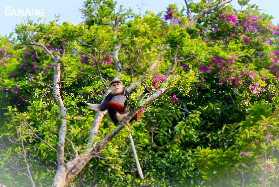 red-shanked douc langurs eating Than Mat flowers in the early morning or after 3.00pm