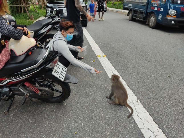 The act of feeding monkeys has prompted them to rely on humans for food instead of finding it on their own in the jungle.