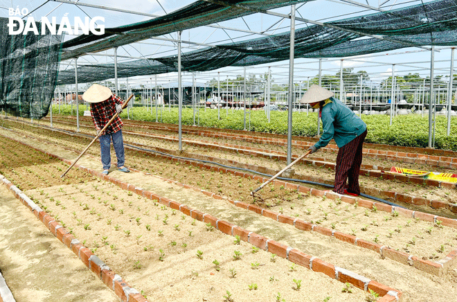 The hike in animal feed, fertilizer and agricultural materials has resulted in more financial difficulties facing farmers. Farmers in the Duong Son flower production area in Hoa Chau Commune, Hoa Vang District are pictured taking care of vegetable beds. Photo: VAN HOANG