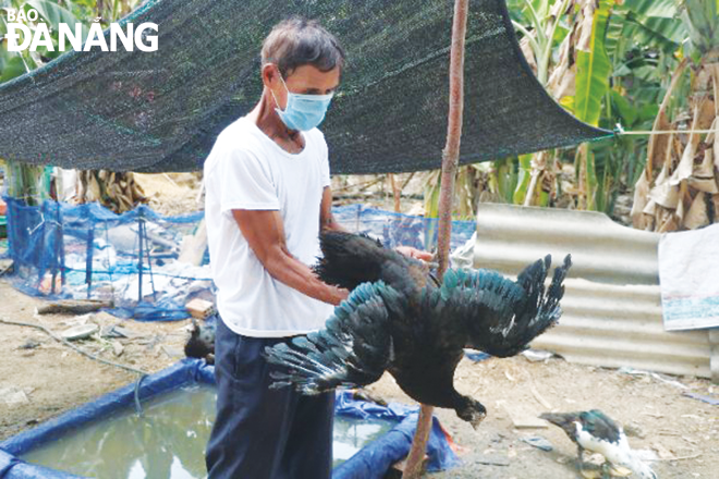 Mô hình nuôi ngan Pháp thương phẩm tại xã Hòa Phong (huyện Hòa Vang) giúp nhiều hộ dân có thu nhập ổn định. Ảnh: MAI HOÀNG
