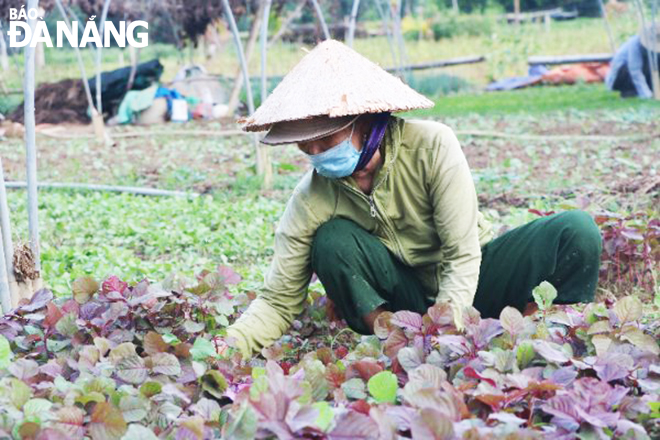 Nông dân trồng rau sạch tại vùng sản xuất rau an toàn Túy Loan (xã Hòa Phong, huyện Hòa Vang) cải thiện đời sống, vươn lên thoát nghèo. Ảnh: MAI HOÀNG	