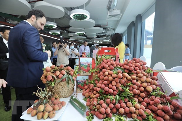 Vietnamese lychees aim to go global. - Illustrative image (Photo: VNA)