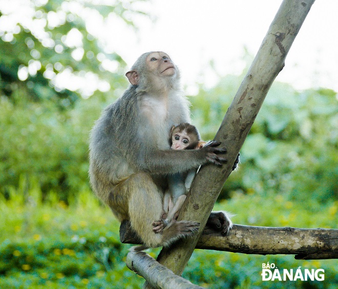 Loài khỉ vàng sống tại bán đảo Sơn Trà đang được chính quyền, các lực lượng chức năng cùng người dân bảo vệ rất kĩ lưỡng.