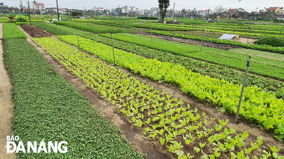 Tra Que Vegetable Village is located about 3km northeast of Hoi An ancient town.