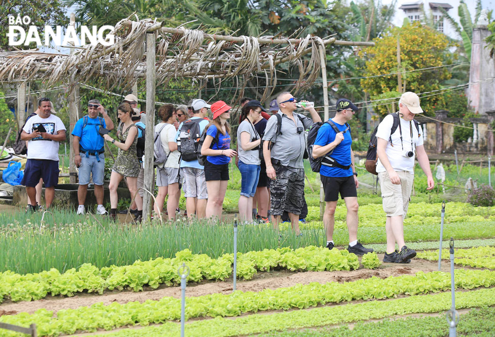 The Tra Que vegetable village is increasingly an attractive tourism spot in Hoi An.