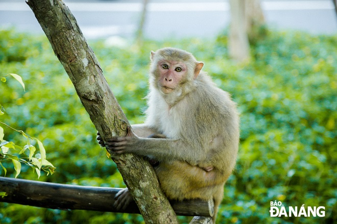  People and tourists are asked not to feed the monkeys to prevent them from being poisoned.