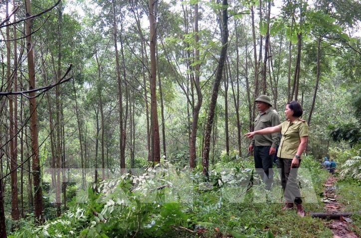 Chuyển đổi hơn 5,9ha rừng sản xuất sang mục đích khác