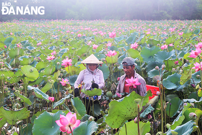 People harvest lotus seed pods in the early morning. Photo: NHU HANH