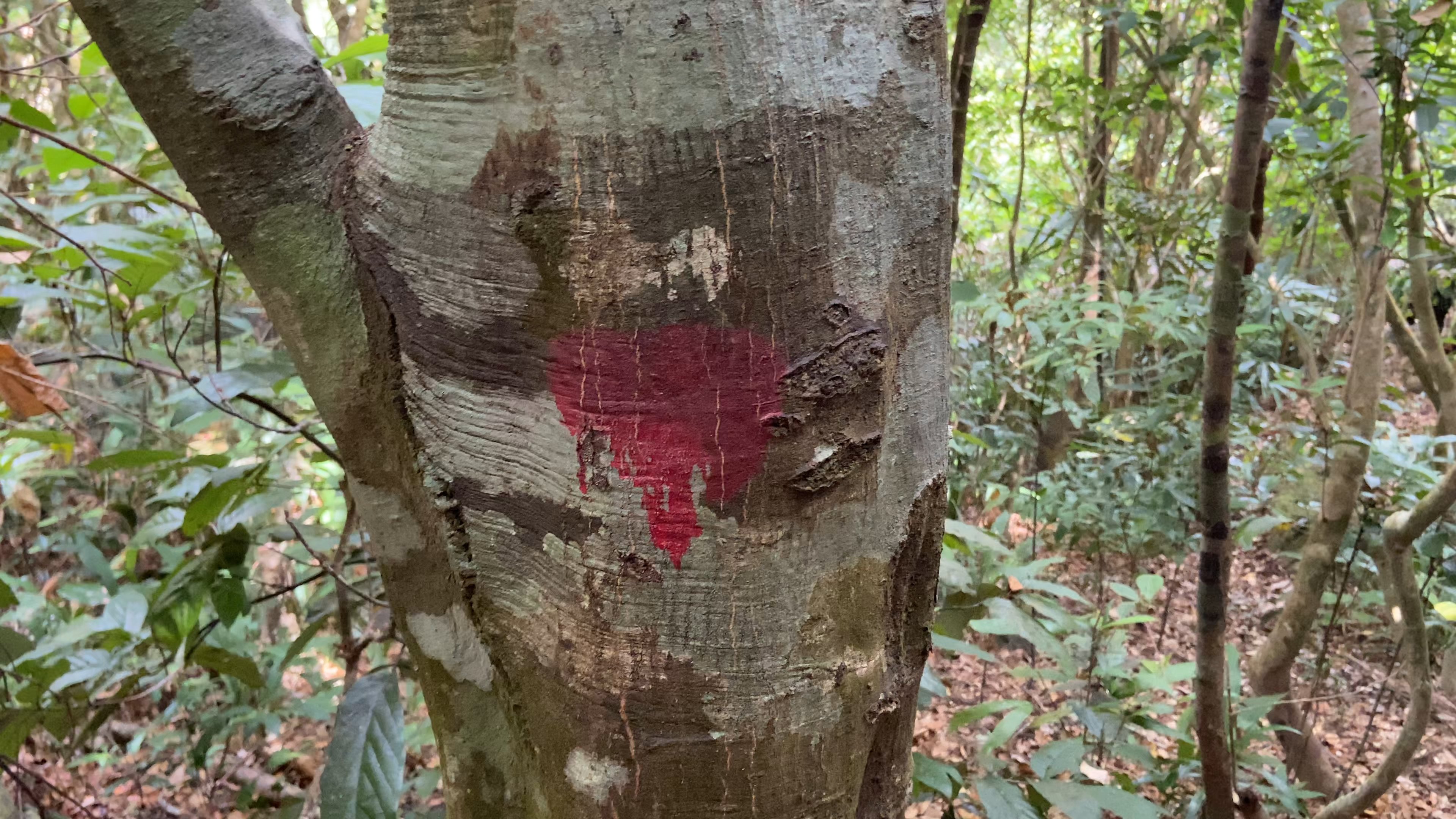 Lực lượng chức năng đánh dấu đỏ lên các thân cây để xác định phương hướng.