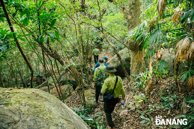 Son Tra's forest rangers conducting patrol in the forest. Photo: CHANH LAM