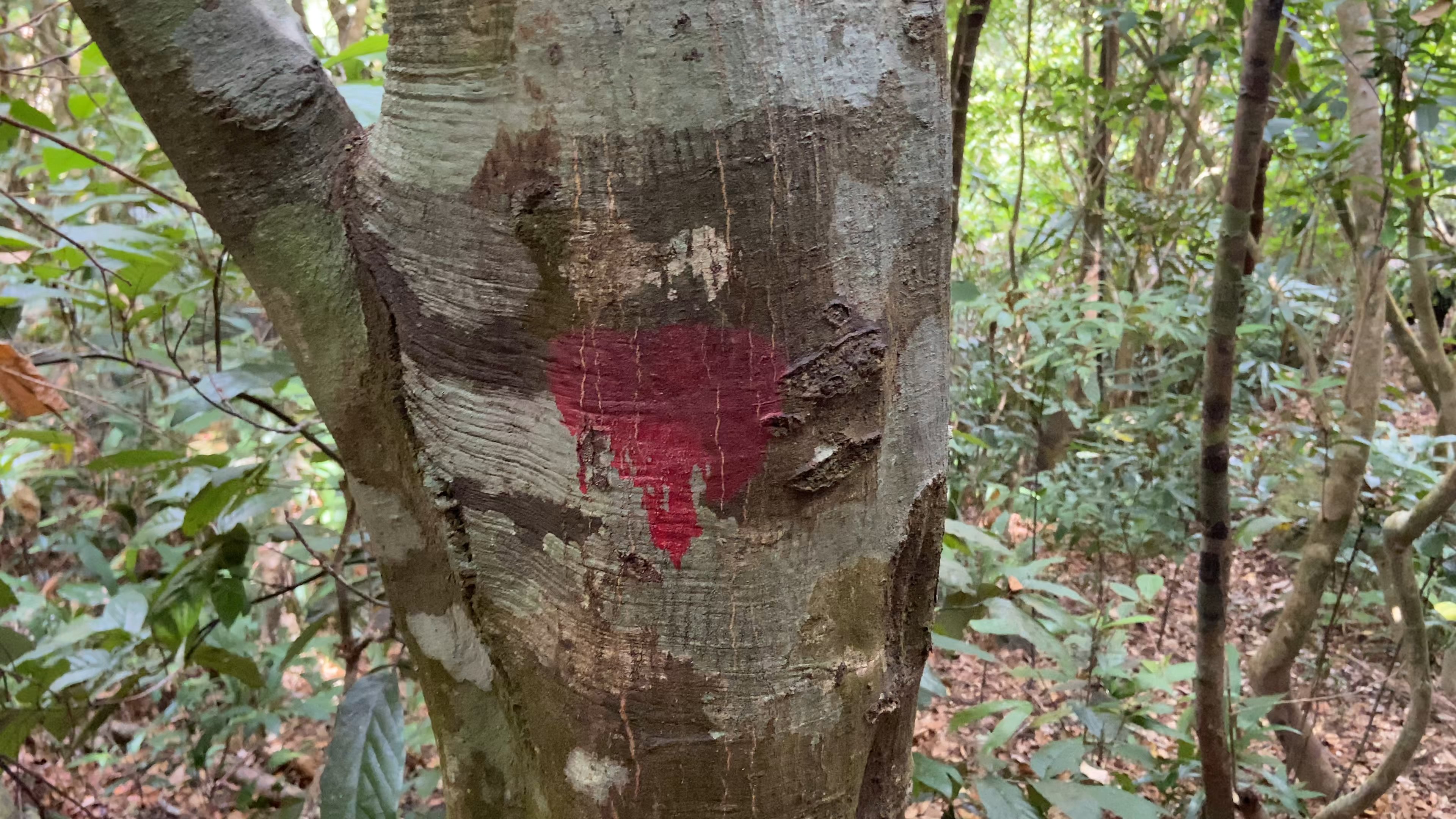 The functional force marking red paint on tree trunks to determine the direction. Photo: CHANH LAM