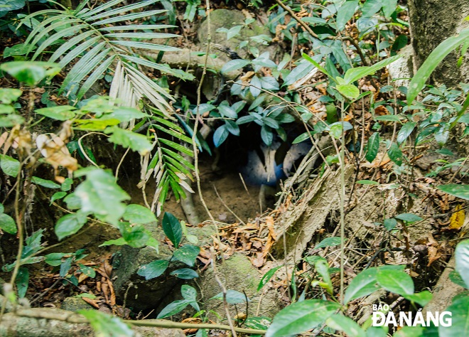 Many animal burrows were discovered during patrols. Photo: CHANH LAM