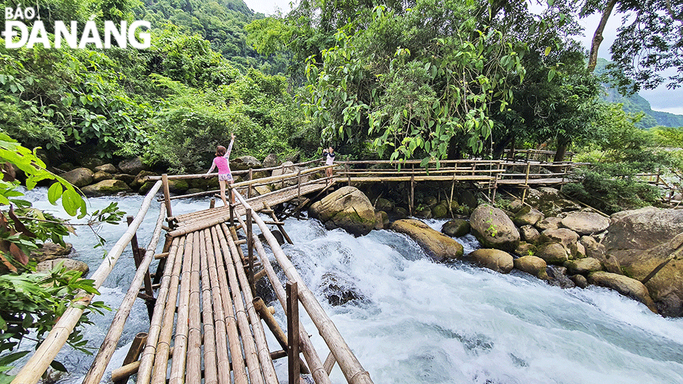 The stream is surrounded by the dense primitive forest