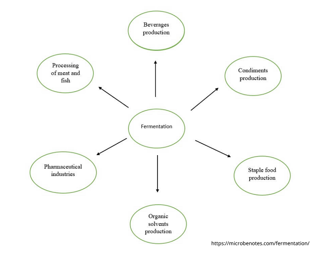 Ứng dụng của quá trình lên men.