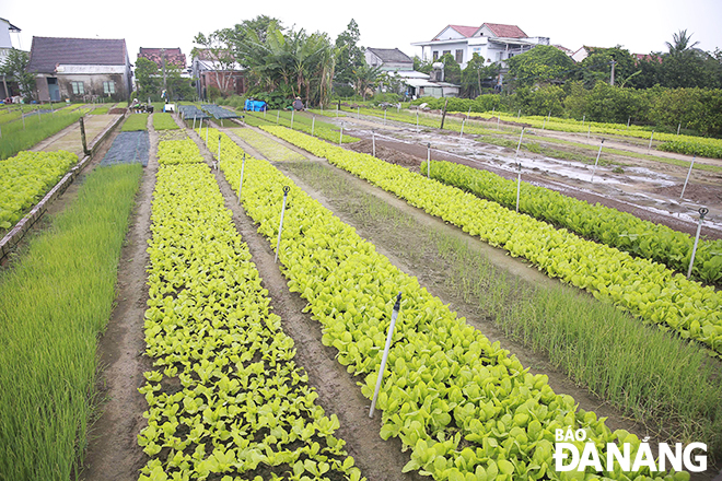 Tại làng trồng rau, bốn mùa vườn tược vừa xanh tươi, dậy lên mùa thơm của đám rau húng, ngò gai, vạt rau răm, đám bạc hà… Ảnh: KHÁNH HOÀNG