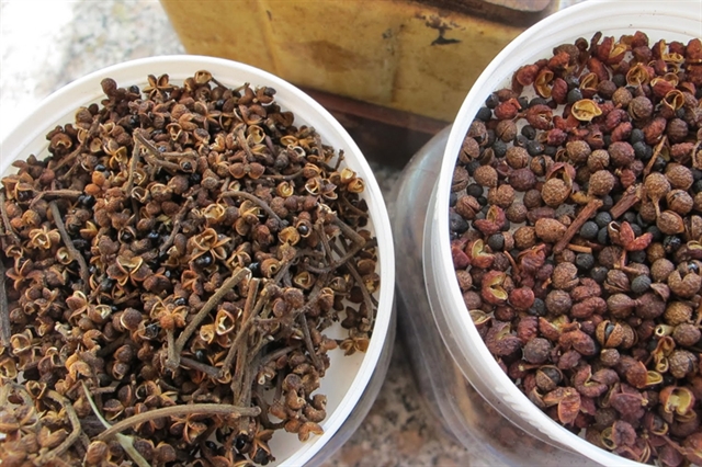 Mắc khén, a specialty spice of the northwestern. Photo bachhoaxanh.com