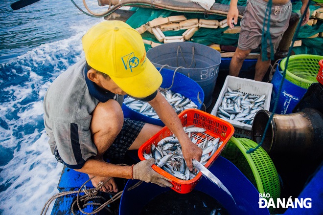 While the fishing boat returns to shore, crew members together sort fish into trays for sale.