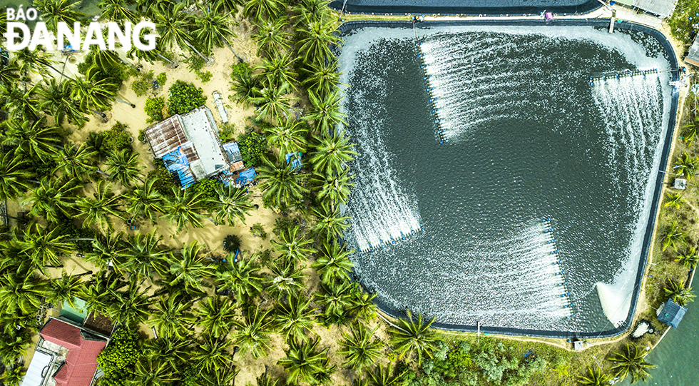 Một hồ nuôi tôm công nghệ cao xen lẫn giữa cánh đồng dừa.