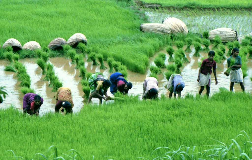 Giá gạo ở Ấn Độ tăng, nguy cơ khủng hoảng lương thực mới