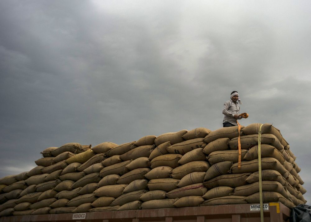 Ấn Độ dự tính hạn chế xuất khẩu gạo, thị trường thế giới lo lắng