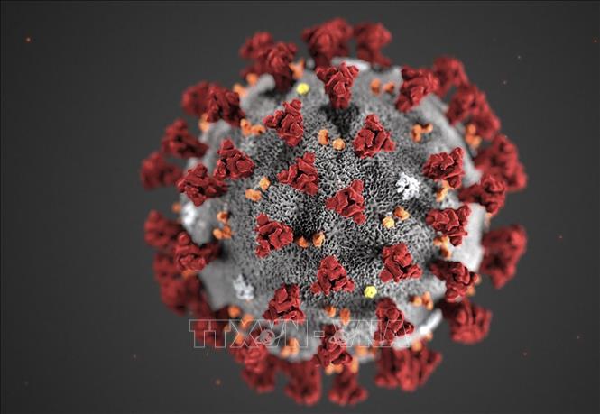 Hình ảnh virus SARS-CoV-2 do Trung tâm kiểm soát và phòng ngừa dịch bệnh Mỹ đăng phát ngày 3-2-2020. Ảnh tư liệu: AFP/TTXVN