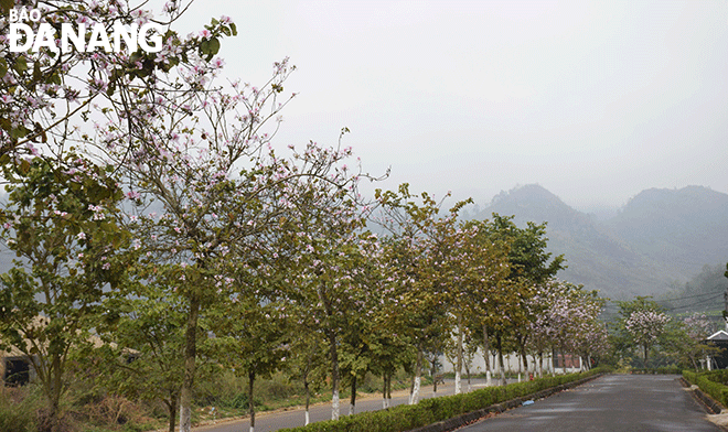 Hoa ban nở rực rỡ ở các tuyến đường thành phố Lai Châu. Ảnh: Đ.H.L