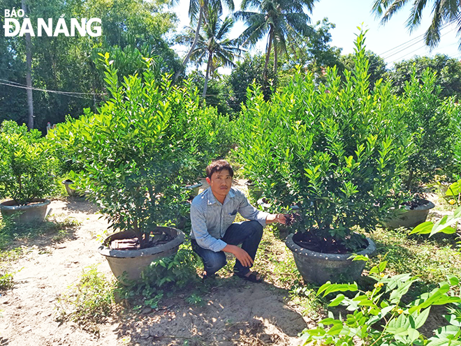 Dr. Ta Ngoc Ly in the kumquat garden fertilized with bio-organic fertilizer from poultry feathers. Photo: H.T.V