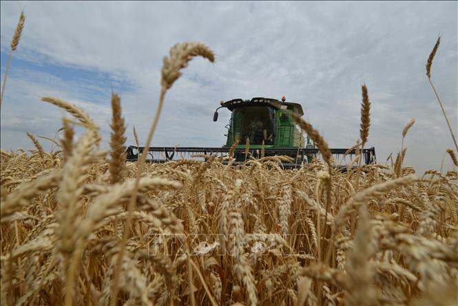 Nông dân thu hoạch lúa mì trên cánh đồng tại Stavropol, Nga. Ảnh: AFP/TTXVN