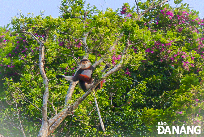 Reporting by VAN HOANG  Lagerstroemia speciosa and Millettia nigrescens Gagnep trees are two types of plants that are suitable for the climate and soil of the Son Tra Peninsula. A red-shanked douc langur is seen on a Millettia nigrescens Gagnep tree on the peninsula. Photo: XUAN SON