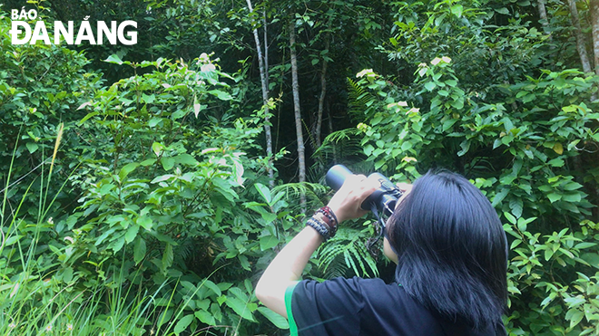 A young person seeing brown-shanked douc langurs on the Son Tra Peninsula