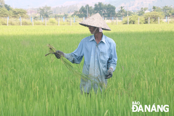 Ông Ngô Văn Thành, thôn Phong Nam, xã Hòa Châu kiểm tra, phòng ngừa sâu bệnh gây hại cho lúa.  Ảnh: VĂN HOÀNG	