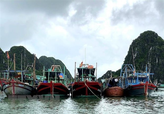 Boats anchoring in close proximity in a storm shelter. (Photo: TTXVN)