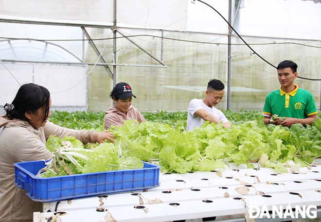 Engineers and farmers of Afarm High-Tech Agriculture Joint Stock Company in Hoa Phu Commune, Hoa Vang District are seen harvesting vegetables. Photo: THANH TINH