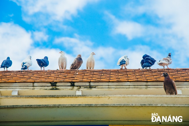 The pigeons here are strictly protected. Those who steal pigeons will be fined 3 times their existing prices.